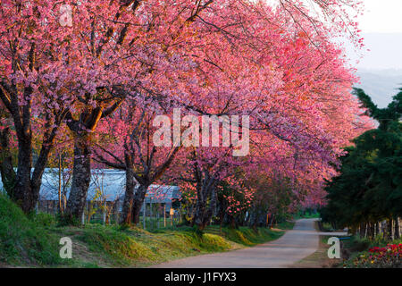 Kirschblüte Weg in Khun Wang Chiang Mai, Thailand. Stockfoto