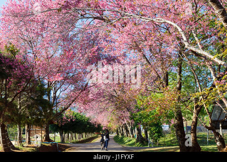 Kirschblüte Weg in Khun Wang Chiang Mai, Thailand. Stockfoto