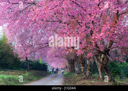 Kirschblüte Weg in Khun Wang Chiang Mai, Thailand. Stockfoto