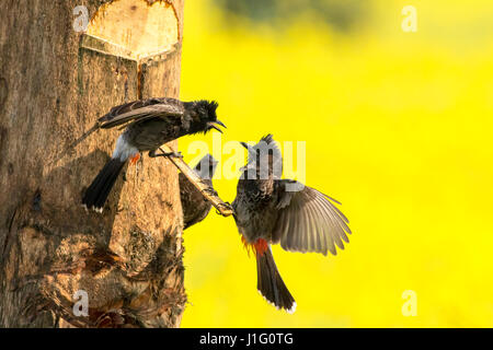 Rot-entlüftet Bulbul am Ovoynagar in Jessore, Bangladesch. Stockfoto