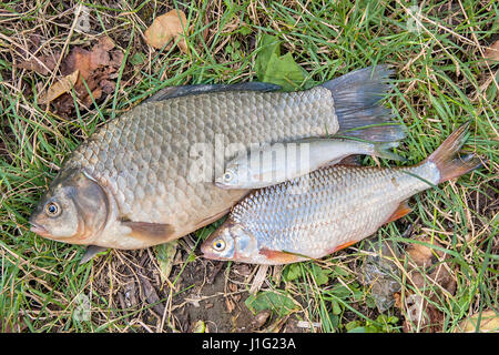 Süßwasserfische, die gerade aus dem Wasser genommen werden. Haufen von Süßwasser Fischfang auf dem grünen Rasen. Einige Brassen Fisch, Fisch Karausche, Plötze Fisch, düster Fi Stockfoto