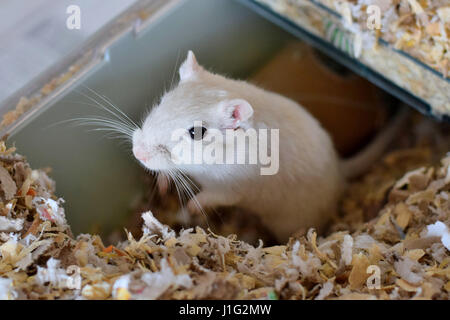 Rein weiße Rennmaus im Käfig betten Whisker und Auge Detail des Kopfes close-up Stockfoto