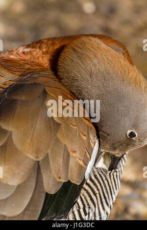 Unter der Leitung von Ashy Gans an Slimbridge in Nahaufnahme Stockfoto