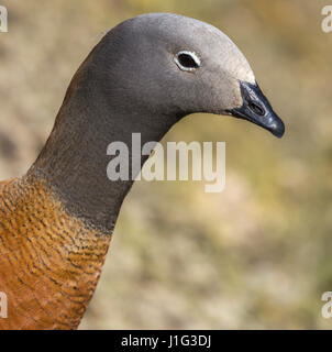 Unter der Leitung von Ashy Gans an Slimbridge in Nahaufnahme Stockfoto