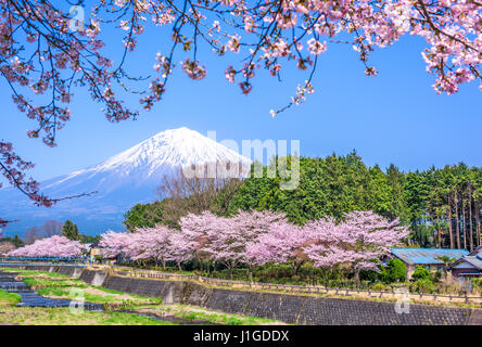 Shizuoka, Japan am Mt. Fuji im Frühjahr. Stockfoto