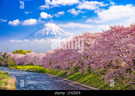 Mt. Fuji, Japan und den Fluss im Frühjahr. Stockfoto