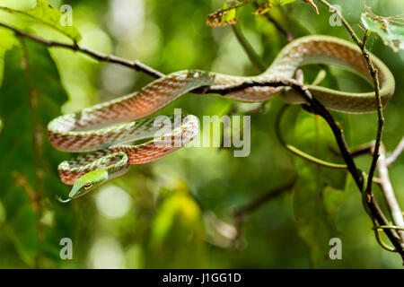Oriental Whipsnake, asiatische Rebe grüne Schlange (Ahaetulla Prasina) Tangkoko Naturreservat in Nord-Sulawesi, Indonesien wildlife Stockfoto