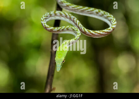 Oriental Whipsnake, asiatische Rebe grüne Schlange (Ahaetulla Prasina) Tangkoko Naturreservat in Nord-Sulawesi, Indonesien wildlife Stockfoto