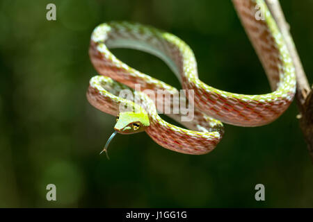 Oriental Whipsnake, asiatische Rebe grüne Schlange (Ahaetulla Prasina) Tangkoko Naturreservat in Nord-Sulawesi, Indonesien wildlife Stockfoto