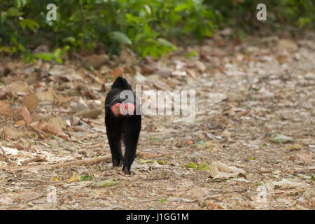 Jungen Baby endemische Affen Celebes crested Macaque bekannt als schwarzer Affe, Tangkoko Naturreservat in Nord-Sulawesi, Indonesien wildlife Stockfoto