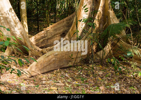 Massive Baum wird gestützt durch Wurzeln im Tangkoko Nationalpark in Nord-Sulawesi, Indonesien. Dieser Park ist Heimat von schwarzen Makaken und Koboldmakis Stockfoto