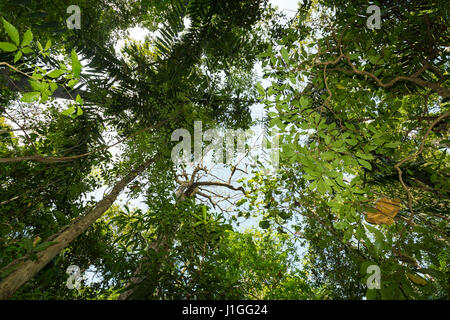 Grundriss der Baumkronen im Regen Forrest. Tangkoko Naturreservat in Nord-Sulawesi, Indonesien Wildnis Stockfoto