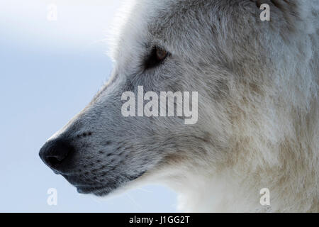 Grauer Wolf / Grauwolf (Canis Lupus) im Winter, Nahaufnahme, Kopfschuss, Augen eines Wolfes Yellowstone Bereich, Montana, USA. Stockfoto