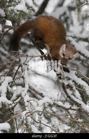 Amerikanische Baummarder / Baummarder / Fichtenmarder (Martes Americana) im Winter, Klettern in den Schnee bedeckt Nadelbaum Baum, Yellowstone-Gebiet, USA. Stockfoto