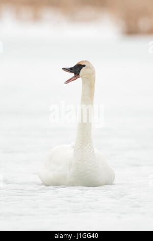 Trompeter Schwan / Trompeterschwan (Cygnus Buccinator) im Winter auf dem Eis eines gefrorenen Flusses sitzen aufrufen, Trompeten, Grand Teton, Wyoming, USA. Stockfoto