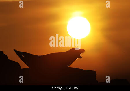 Kegelrobben auf Felsen bei Sonnenaufgang von Str. Marys Leuchtturm als sie zurück auf die Insel vor Whitley Bay an der Nordostküste. Stockfoto