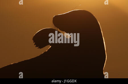 Kegelrobben auf Felsen bei Sonnenaufgang von Str. Marys Leuchtturm als sie zurück auf die Insel vor Whitley Bay an der Nordostküste. Stockfoto