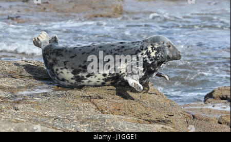 Kegelrobben auf Felsen von Str. Marys Leuchtturm als sie zurück auf die Insel vor Whitley Bay an der Nordostküste. Stockfoto