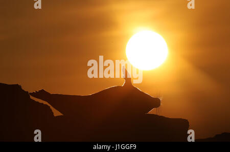 Kegelrobben auf Felsen bei Sonnenaufgang von Str. Marys Leuchtturm als sie zurück auf die Insel vor Whitley Bay an der Nordostküste. Stockfoto