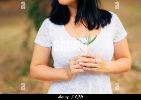 Olive Branch in zarten weiblichen Händen Stockfoto