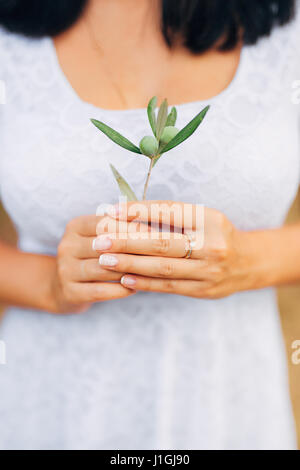 Olive Branch in zarten weiblichen Händen Stockfoto