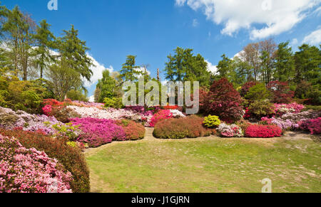 Die Bowle Azaleen in Virginia Water. Stockfoto