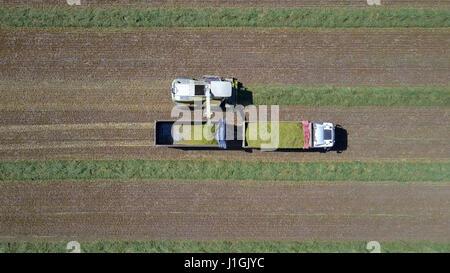 Kombinieren Sie ernten eine grüne Feld und entlädt Weizen für Silage auf eine doppelte Sattelzug Stockfoto
