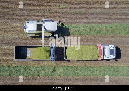 Kombinieren Sie ernten eine grüne Feld und entlädt Weizen für Silage auf eine doppelte Sattelzug Stockfoto