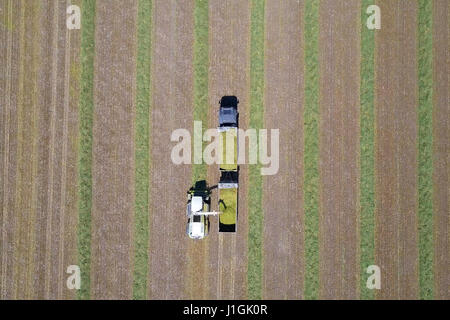 Kombinieren Sie ernten eine grüne Feld und entlädt Weizen für Silage auf eine doppelte Sattelzug Stockfoto