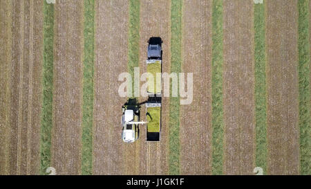 Kombinieren Sie ernten eine grüne Feld und entlädt Weizen für Silage auf eine doppelte Sattelzug Stockfoto