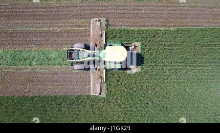 Mähdrescher in einem grünen Feld - Luftaufnahme Stockfoto