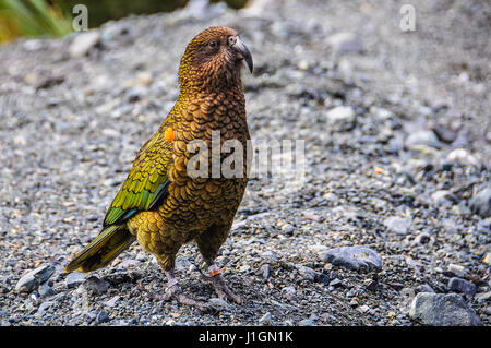 Kea Vogel in der Milford Road, eine der schönsten Panoramastraßen in Neuseeland Stockfoto