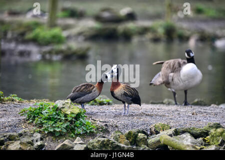 Paar weiß konfrontiert Pfeifen Enten putzen einander im Frühjahr gedeckt Stockfoto