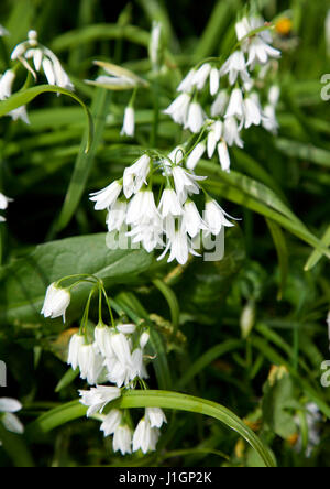 Dreieckigen Knoblauch, Allium Triquetrum, genannt oft weiße Glockenblume wächst wild in einem irischen Garten Stockfoto