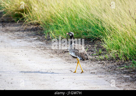 Nördliche schwarze Korhaan auf dem Weg in die zentrale Kalahari, Botswana. Stockfoto