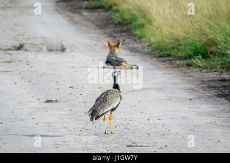 Nördliche schwarze Korhaan auf der Straße mit einem Black-backed Schakal im Hintergrund in die zentrale Kalahari, Botswana. Stockfoto