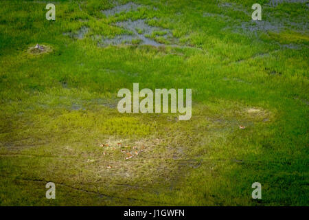 Luftaufnahme von einer Herde von Lechwes im Okavango-Delta, Botswama. Stockfoto