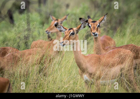 Herde von Impalas in den Rasen im Okavangodelta, Botswana. Stockfoto