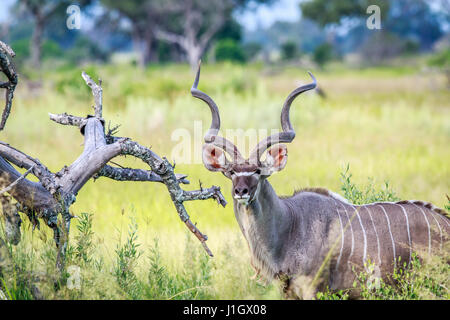 Männliche Kudu Darsteller in die Kamera im Okavangodelta, Botswana. Stockfoto