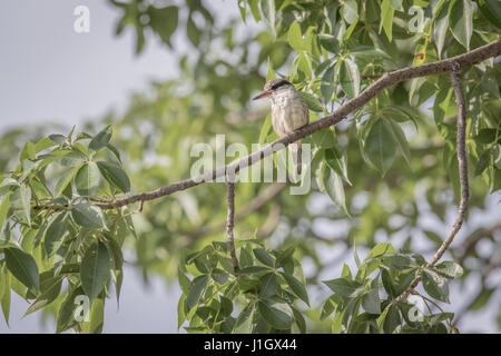 Gestreifte Eisvogel auf einem Ast im Okavangodelta, Botswana. Stockfoto