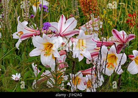 Nahaufnahme von Lilien in Blumen mit Gräsern Stockfoto