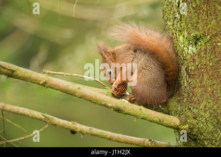 Eichhörnchen Erwachsene ernähren sich von Sitka-Fichte Tannenzapfen. Frühling, North Yorkshire, UK Stockfoto