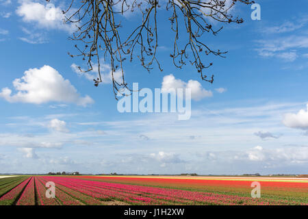 Windkraftanlagen und Tulpen in den Niederlanden im Frühjahr Stockfoto