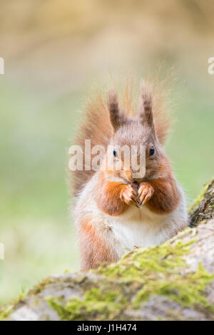 Eichhörnchen, Preganant Erwachsenfrau Fütterung, Frühling, North Yorkshire, UK Stockfoto