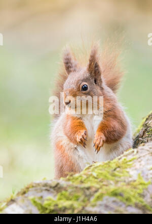 Eichhörnchen, Preganant Erwachsenfrau, Frühling, North Yorkshire, UK Stockfoto