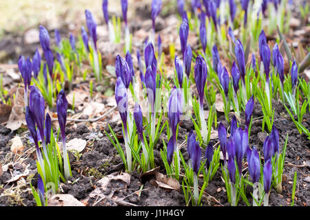 Die ersten Frühlingsblumen lila Krokusse im Wald Stockfoto