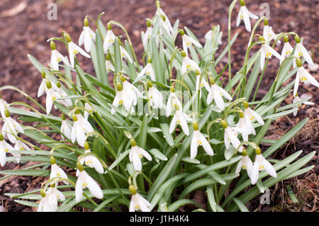 Die ersten Frühlingsblumen weiße Schneeglöckchen im Wald Stockfoto