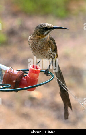 Vogel auf Zucker Feeder, Südafrika Stockfoto