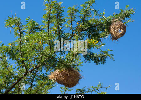 Weaver-Vogel-Nest im Baum, Südafrika Stockfoto