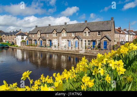 Das restaurierte Brecon Basin, Teil von Monmouthshire und Brecon Canal mit hellgelben Narzissen, Bannau Brycheiniog National Park South Wales UK Stockfoto